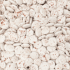 marbre rood smarties  lentilles de bock